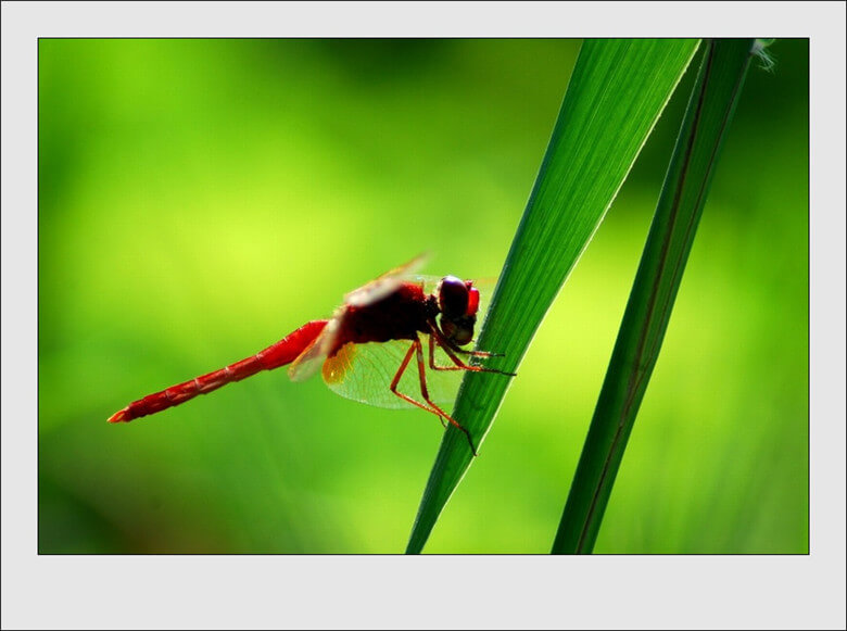 《红蜻蜓》_(001).jpg
